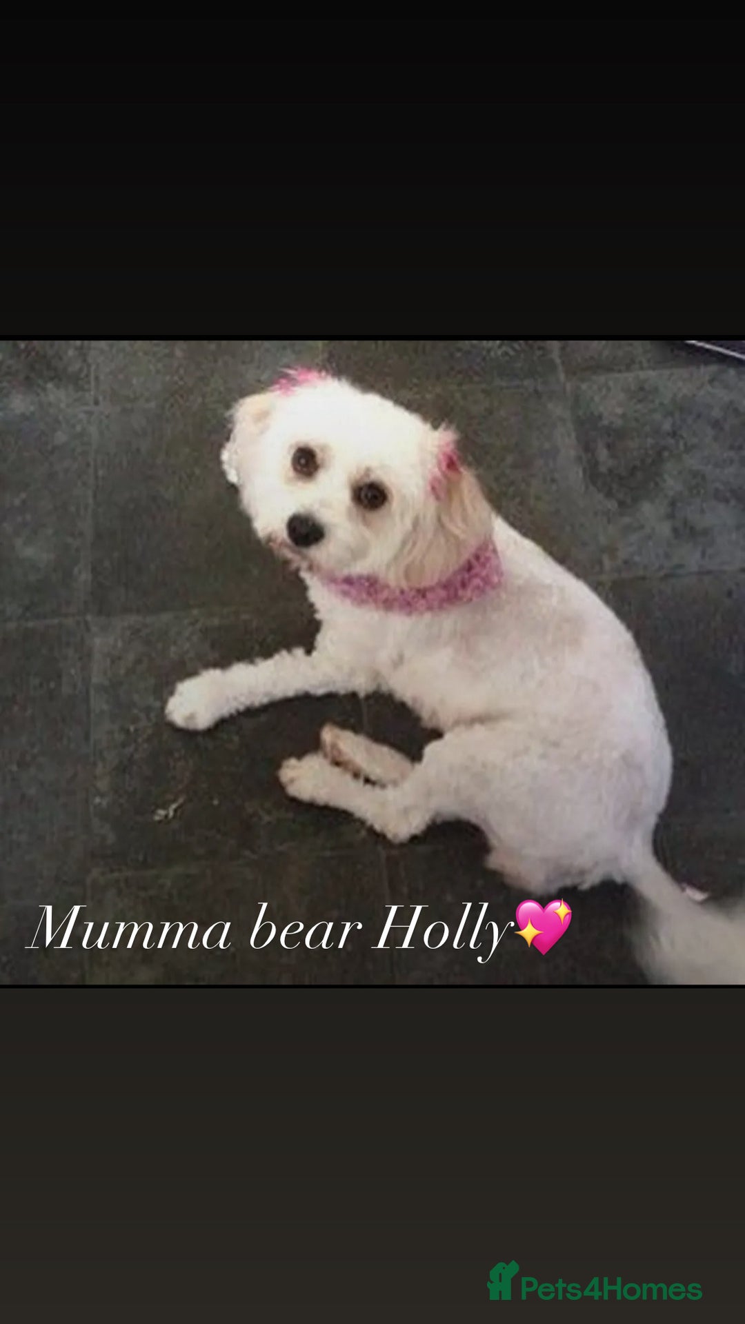 Cavapoo dogs for sale: Beautiful F2 cavapoo girls  - Advert 2