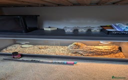 Bearded Dragon reptiles for sale: Bearded Dragon Male 3 years old plus set up - Image 2