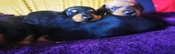 Miniature Dachshund dogs for sale: KC Stunning litter of girls 💗 - Advert 13