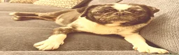 Mixed Breed dogs for sale: 4 dogs available due to reducing lines - Advert 1