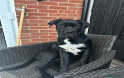 Cane Corso dogs for sale: Female 6 month old cane Corso  - Image 5