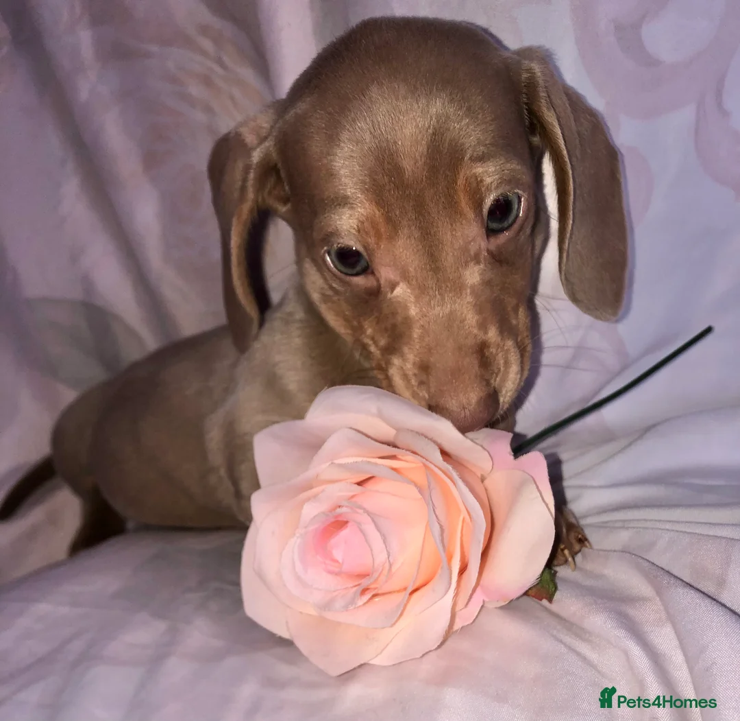Miniature Dachshund dogs for sale: Miniature beautiful Isabella Girl 🩶🐾 - Advert 5