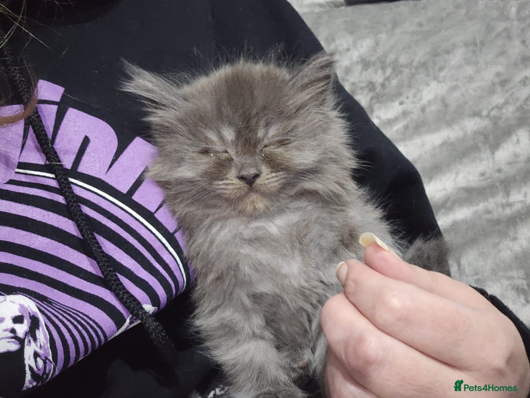 Persian cats for sale: 3 stunning Persian kittens ready now.  - Advert 11