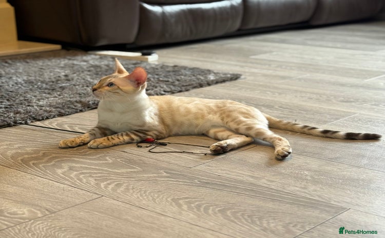 Bengal cats in Reading - Advert 12