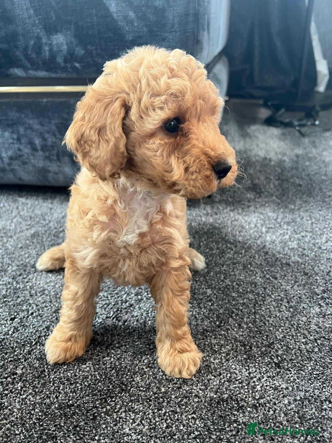 Mixed Breed dogs for sale: Cotonoodle pups - Image 9