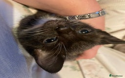 Mixed Breed cats for sale: Calico Kittens  - Image 2