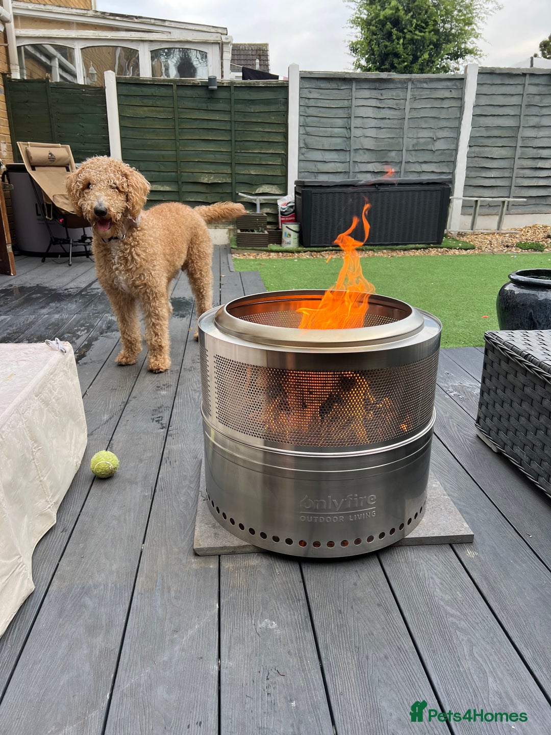 Labradoodle dogs for sale: 2 year old labradoodle dog for sale  - Advert 5