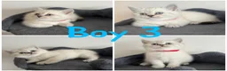 British Shorthair cats for sale: 5 Beautiful British Short hair kittens - Advert 12
