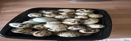 Mixed Breed birds for sale: Quail in Caerphilly - Advert 2