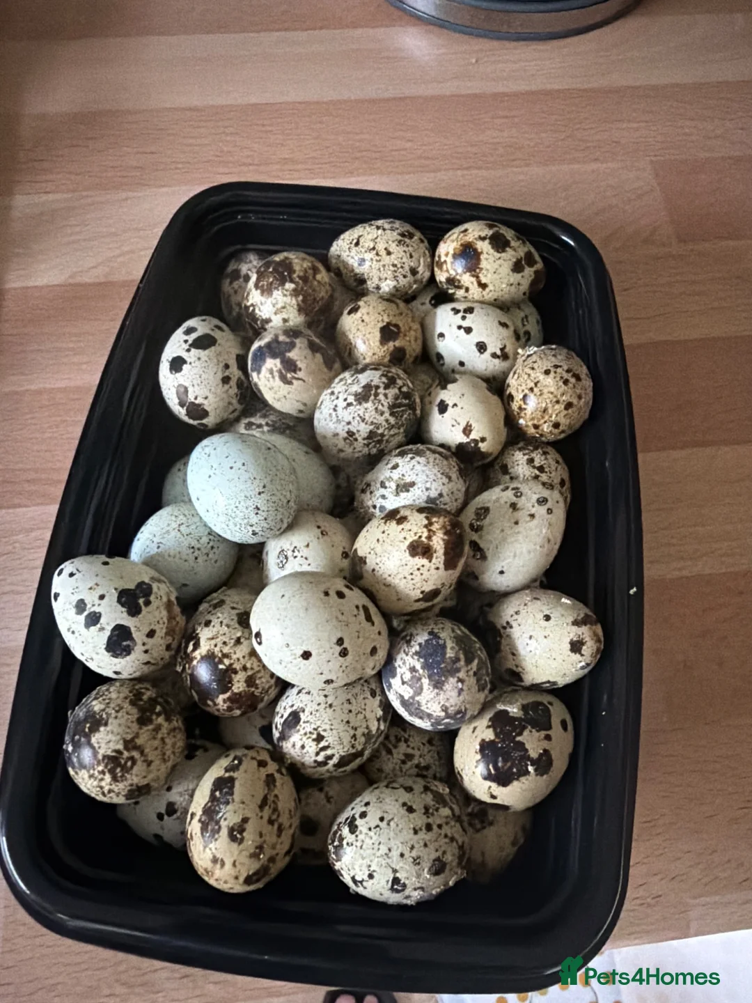 Mixed Breed birds for sale: Quail in Caerphilly - Advert 2