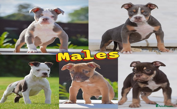 Old Tyme Bulldog dogs - Advert 3