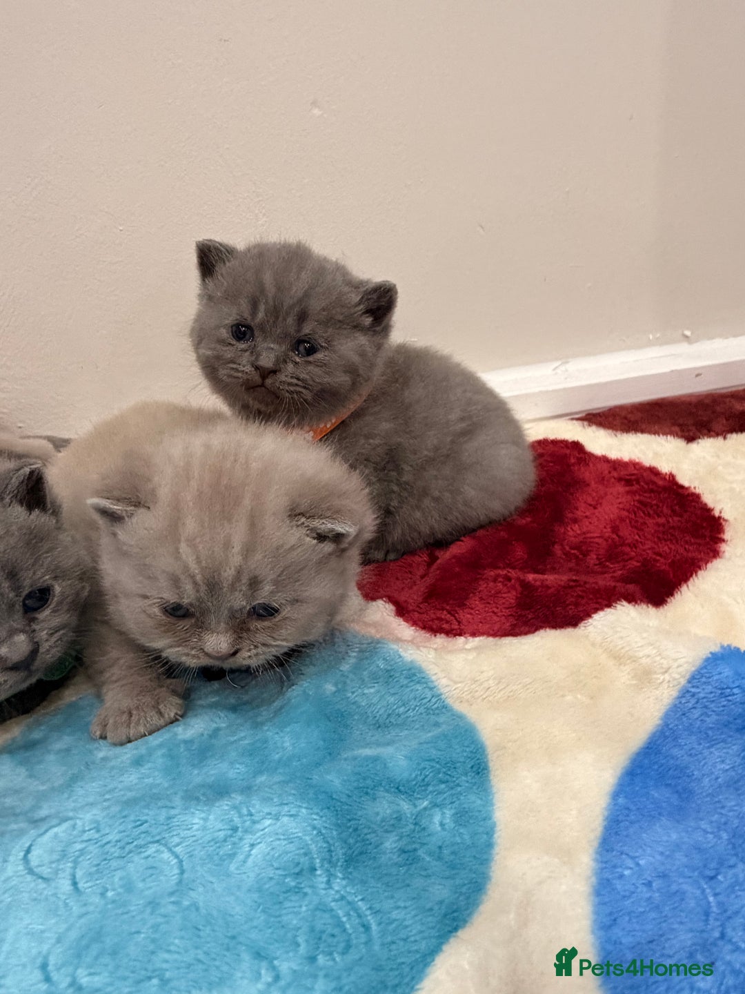 British Shorthair cats for sale: Beautiful big British Shorthair Kittens - Advert 8