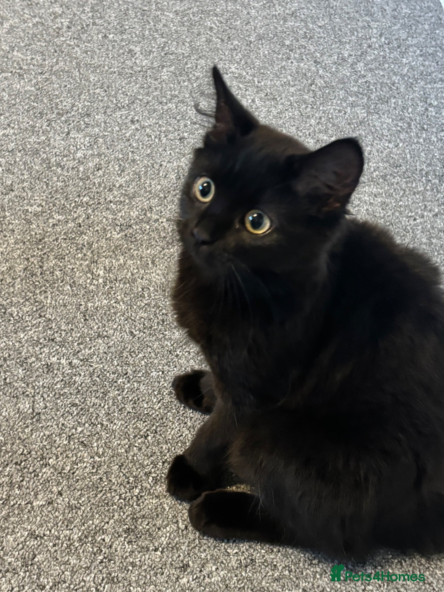Mixed Breed cats 12 week old female black kitten  - Advert 1