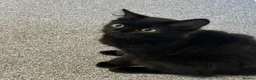 Mixed Breed cats for sale: 12 week old female black kitten  - Advert 1
