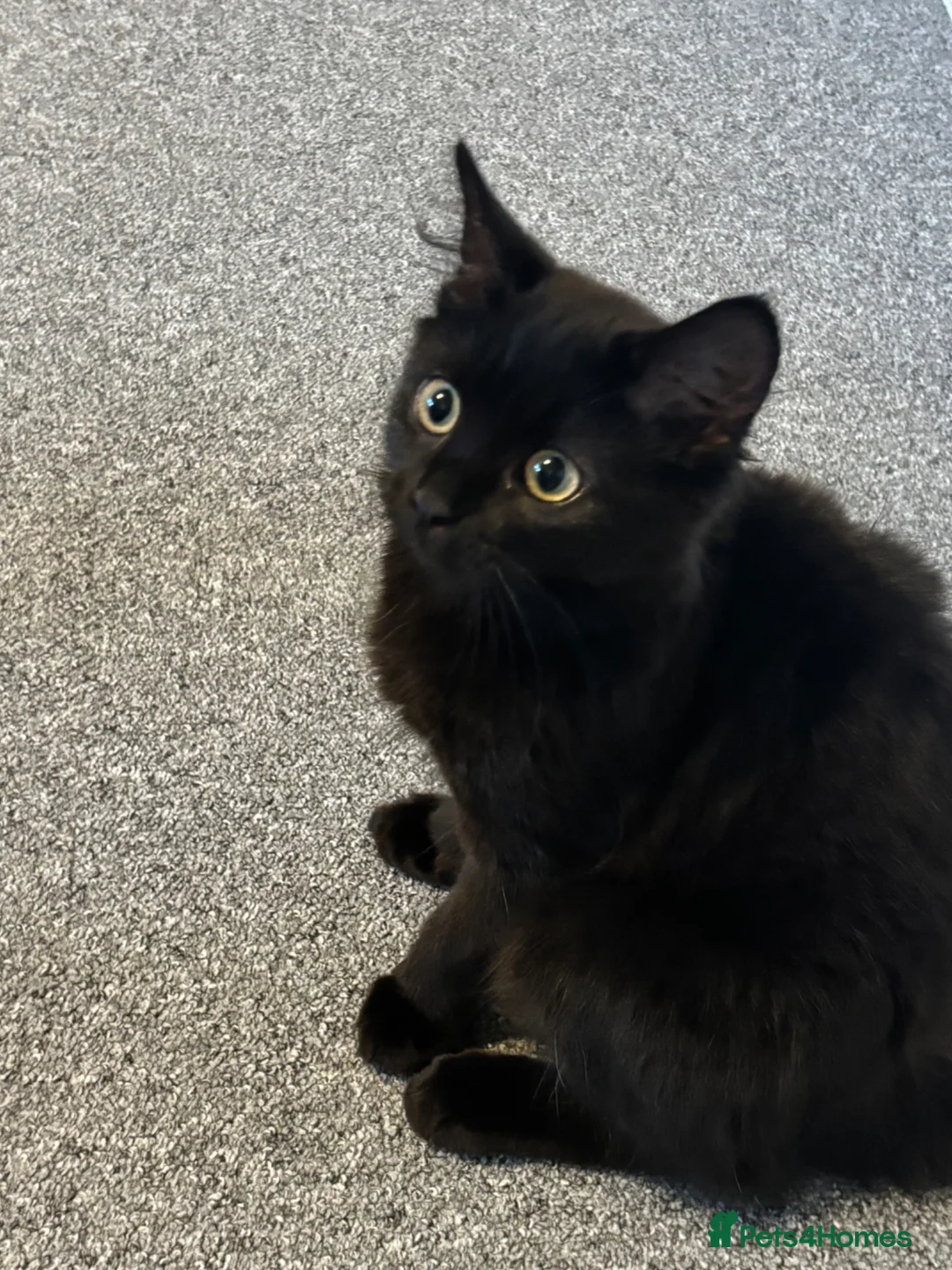 Mixed Breed cats for sale: 12 week old female black kitten  - Advert 1