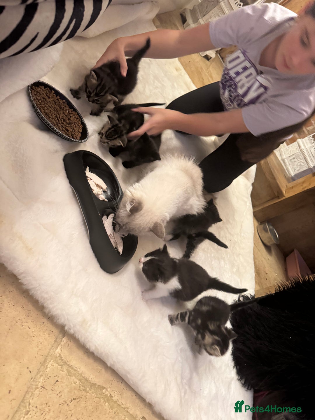 Ragdoll cats for sale: Half ragdoll stunningly marked kittens  - Image 6