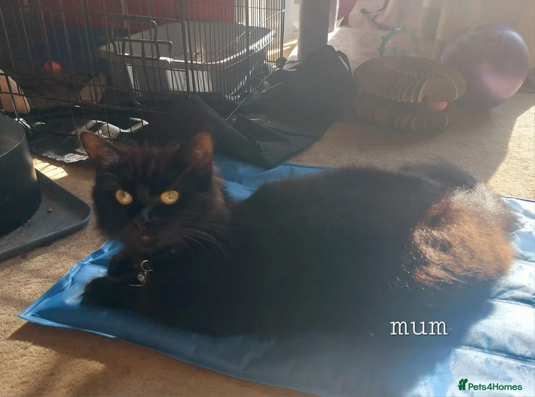 Mixed Breed cats for sale: Beautiful kittens available 11th sept in Bristol - Advert 2