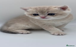 British Shorthair cats for sale: GCCF BSH BY12 GOLDEN CHOCOLATE KITTENS  - Image 19