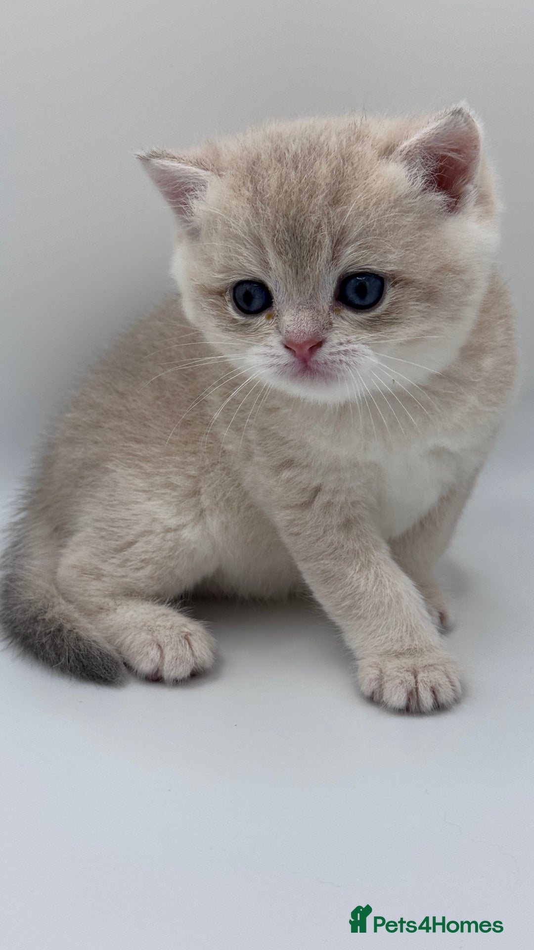 British Shorthair cats for sale: GCCF BSH BY12 GOLDEN CHOCOLATE KITTENS  - Image 19