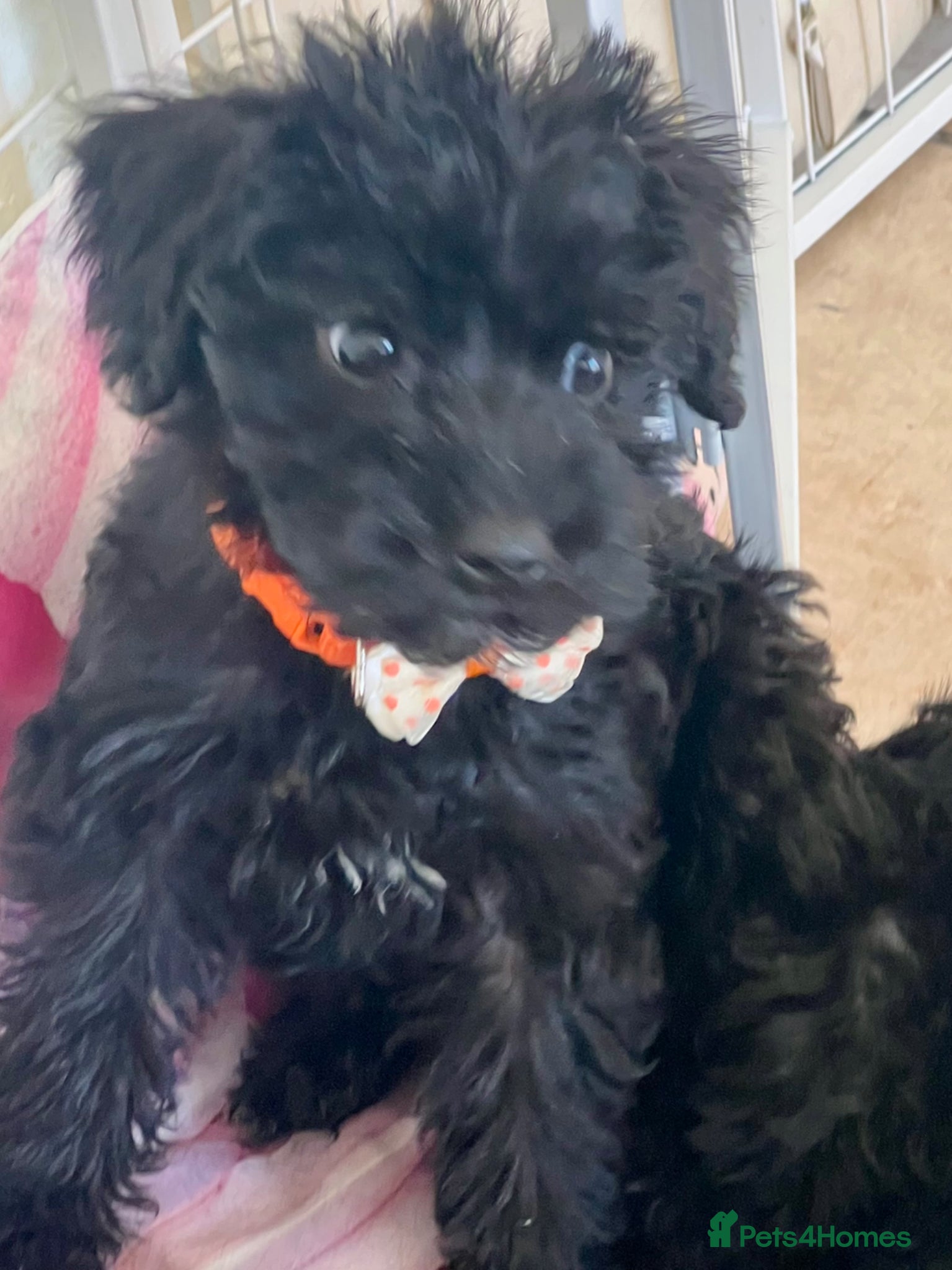 Mixed Breed dogs 🐾🐶Adorable Cavaschnauzer Pups 🐶🐾 - Advert 1