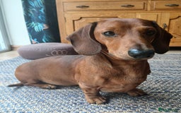Dachshund dogs for stud: Beautiful Red Dachshund for Stud ONLY - Image 9