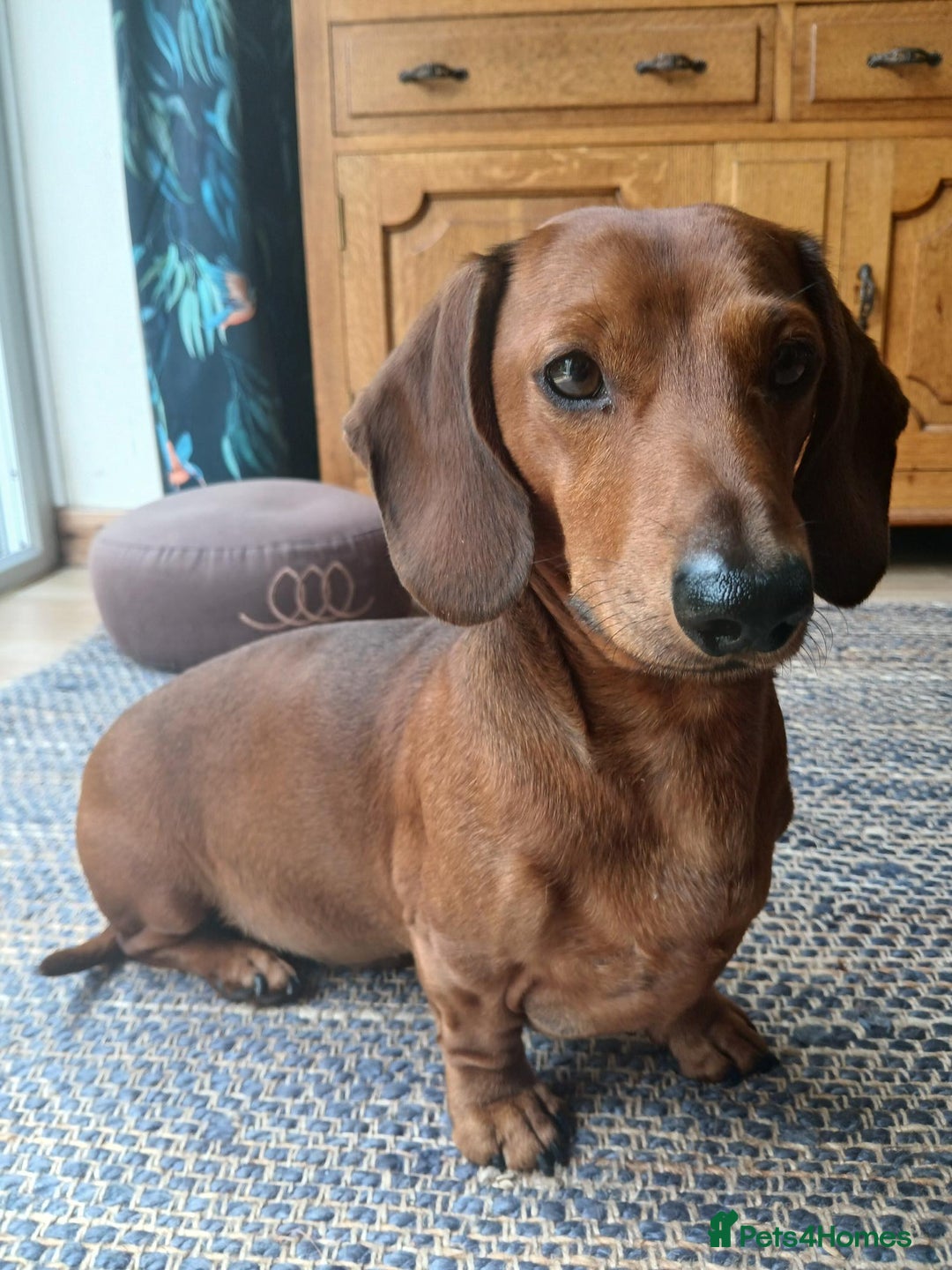 Dachshund dogs for stud: Beautiful Red Dachshund for Stud ONLY - Image 9