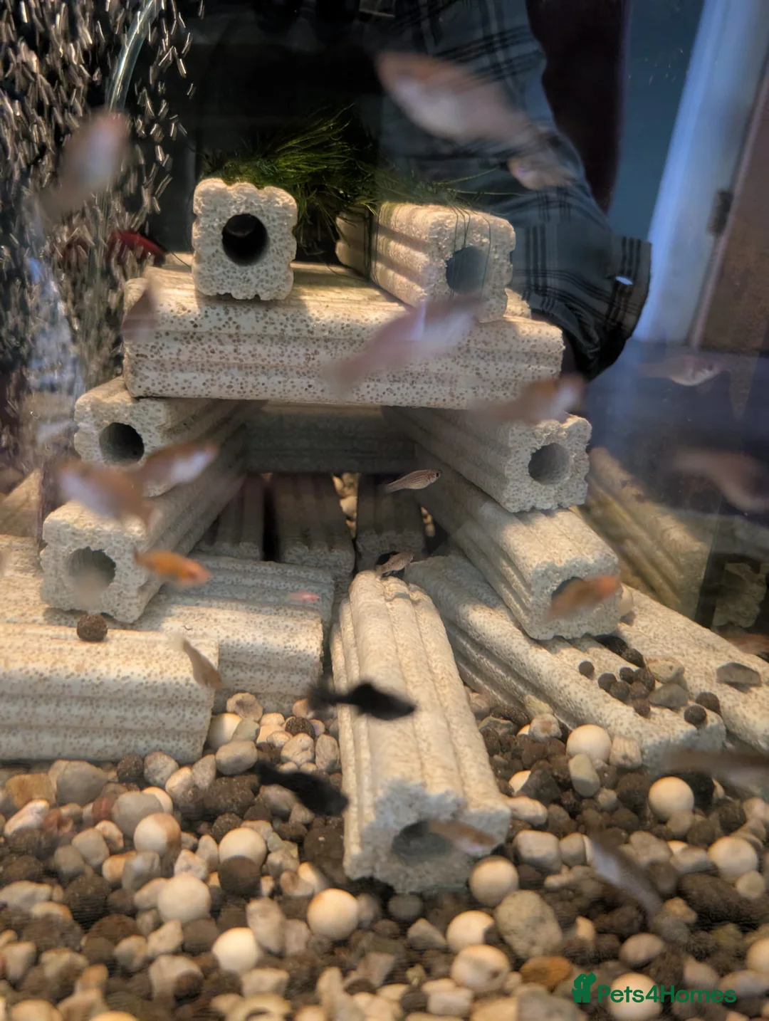 Mollies fish for sale: Mollie and platty babies in Littleborough - Advert 3