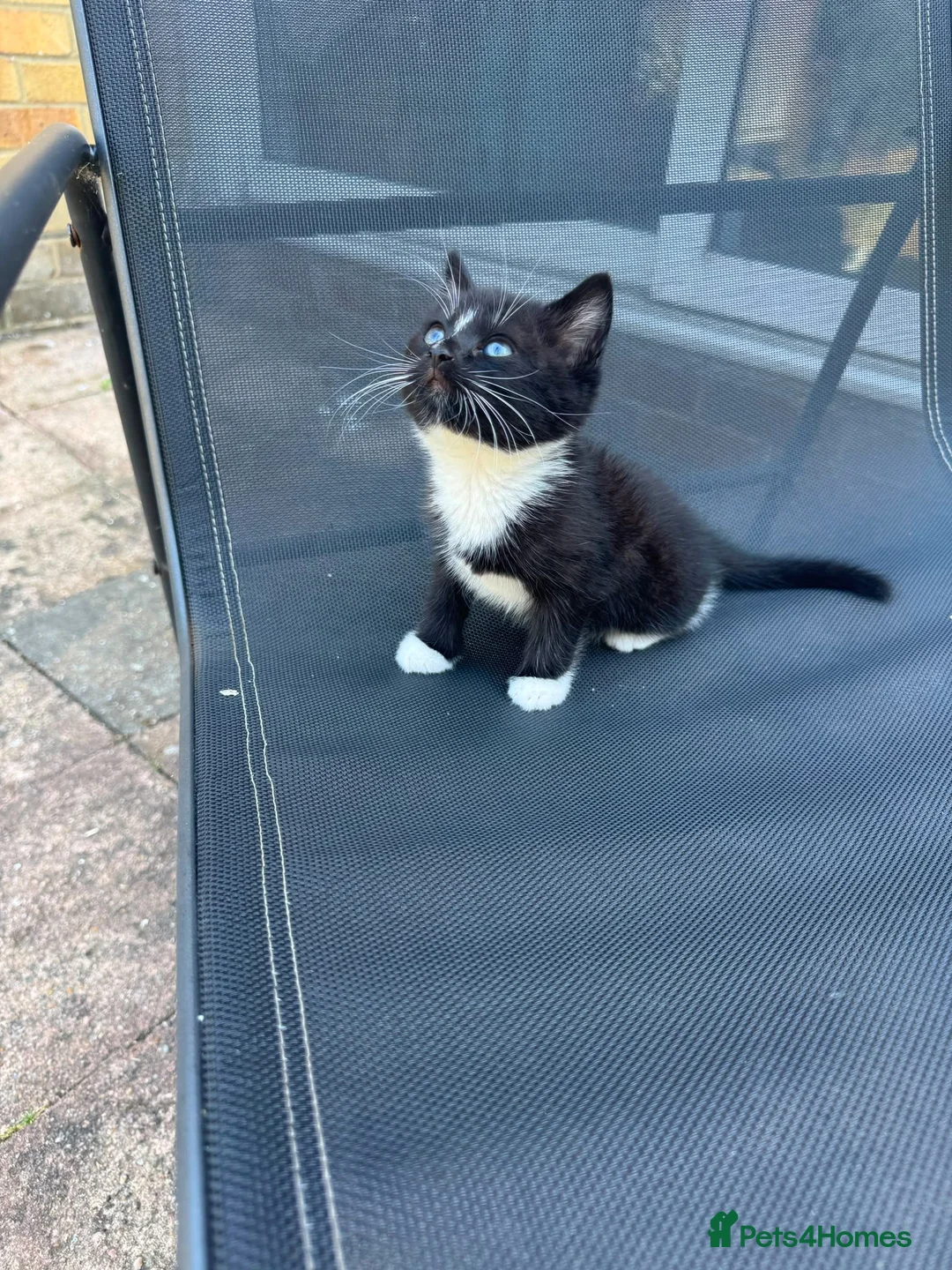 Domestic Shorthair cats for sale: Tuxedo female kittens in Chelmsford - Advert 1