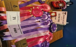 British Longhair cats for sale: Quadruple Grand Champion British Longhair Male - Image 8