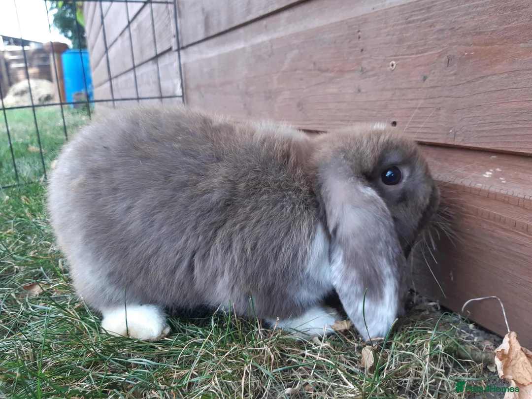 Mini Lop rabbits for sale: Gorgeous Mini lops child friendly  - Advert 2