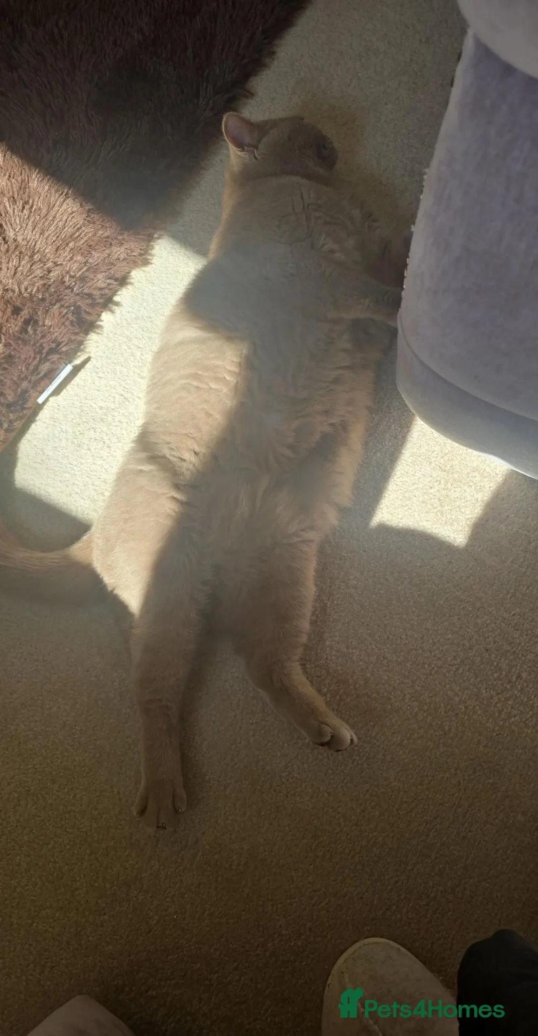 British Shorthair cats for sale: maya cat in Birmingham - Advert 4