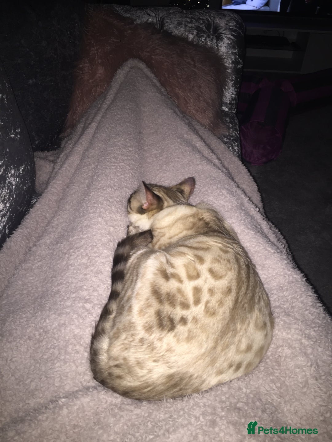 Bengal cats for sale: Sad sale of snow Bengal - Image 2