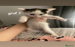 Mixed Breed cats for sale: beautiful kittens for sale(deposit required) - Image 14