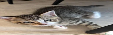 British Shorthair 1