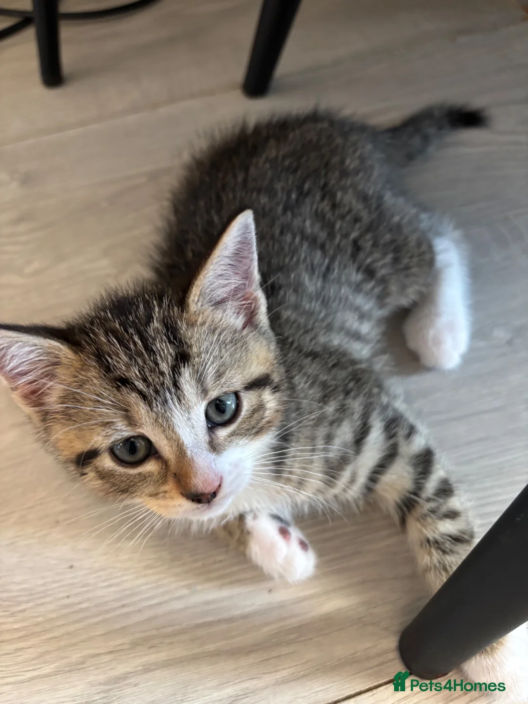 British Shorthair cats for sale: Tabby Kittens X3 and one black and white kitten - Advert 1