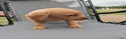 Labrador Retriever dogs for sale: Fox red labs in Brandon - Advert 4