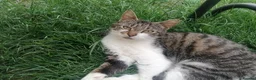 Mixed Breed cats for sale: 2 beautiful kittens ready now in Romsey - Advert 2