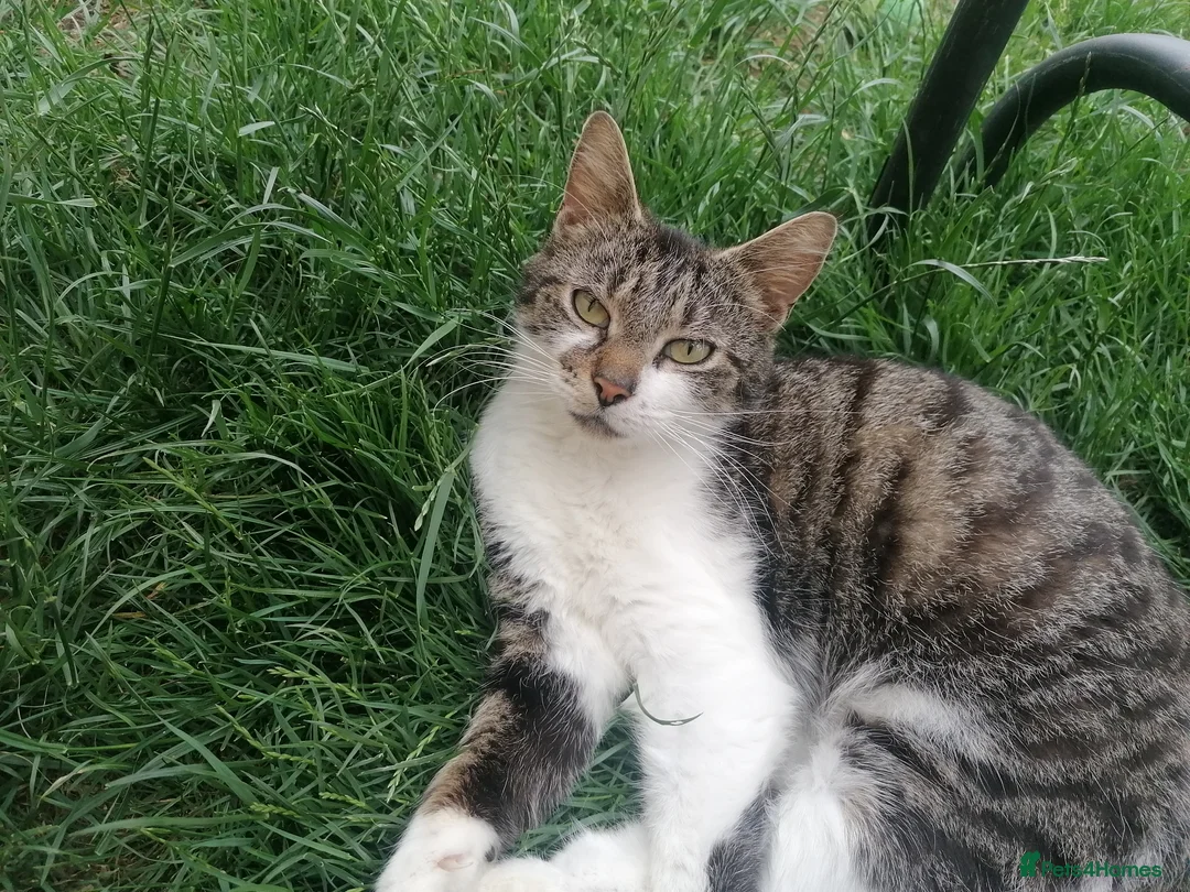 Mixed Breed cats for sale: 2 beautiful kittens ready now in Romsey - Advert 2