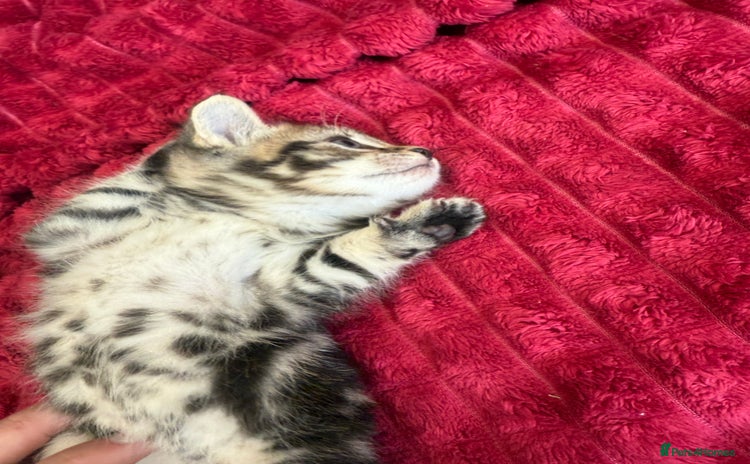 Domestic Shorthair cats - Advert 1
