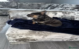 French Bulldog dogs for sale: 4 year old French bulldog - Image 7