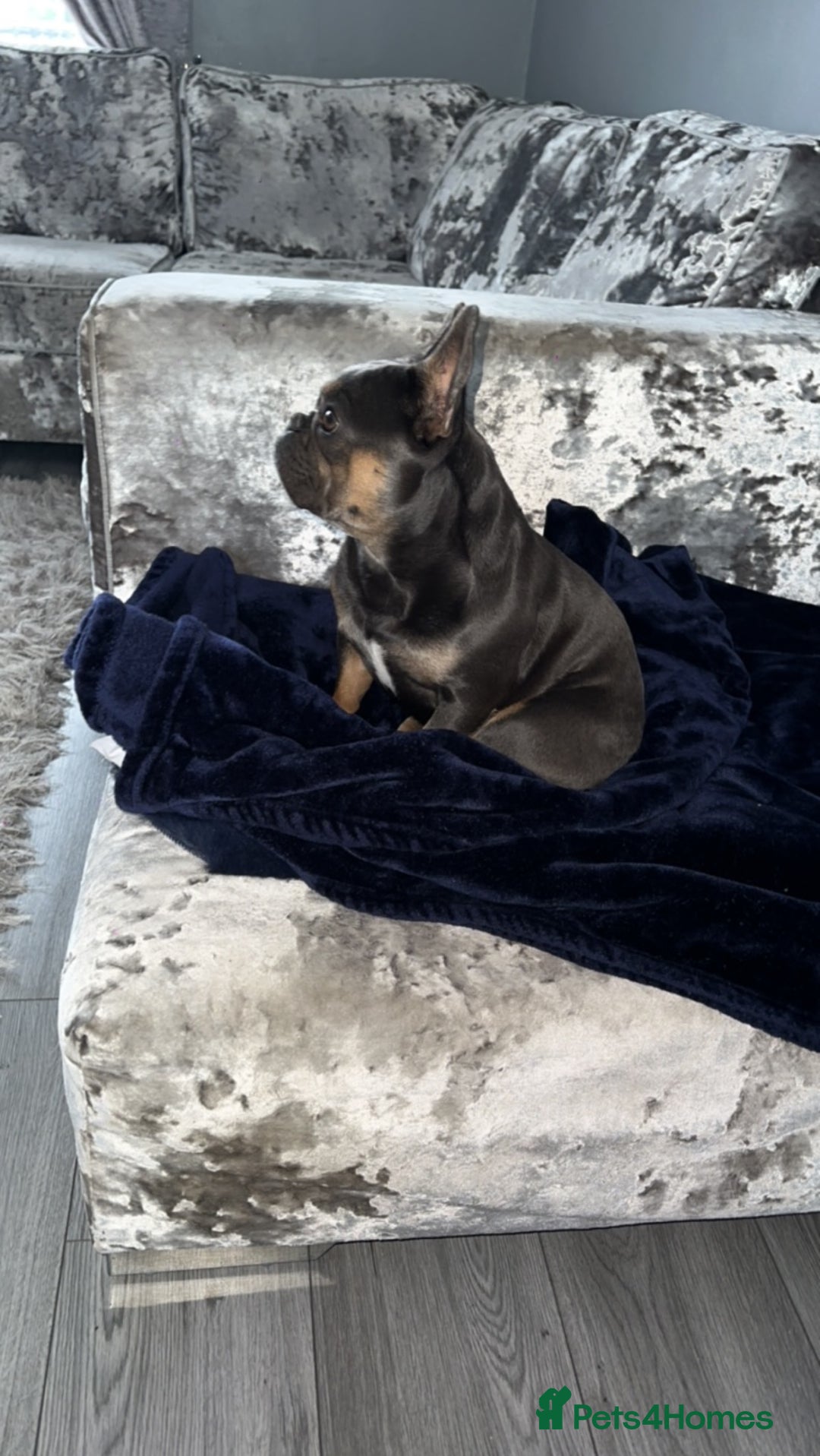 French Bulldog dogs for sale: 4 year old French bulldog - Image 7