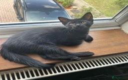 Mixed Breed cats for sale: 3 mixed breed kittens - Image 14