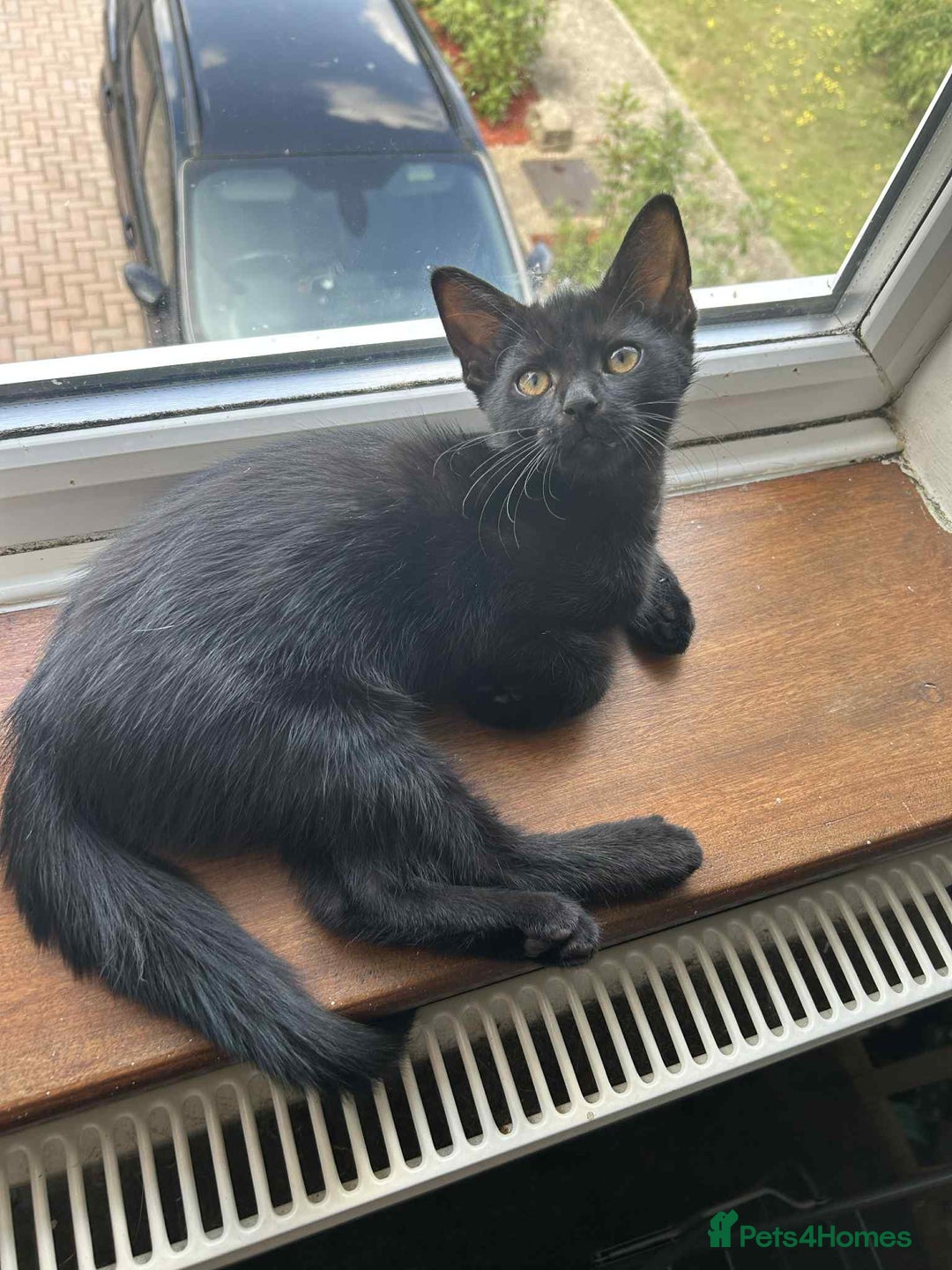 Mixed Breed cats for sale: 3 mixed breed kittens - Image 14