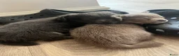 Chihuahua dogs for sale: Chihuahuas - Advert 13