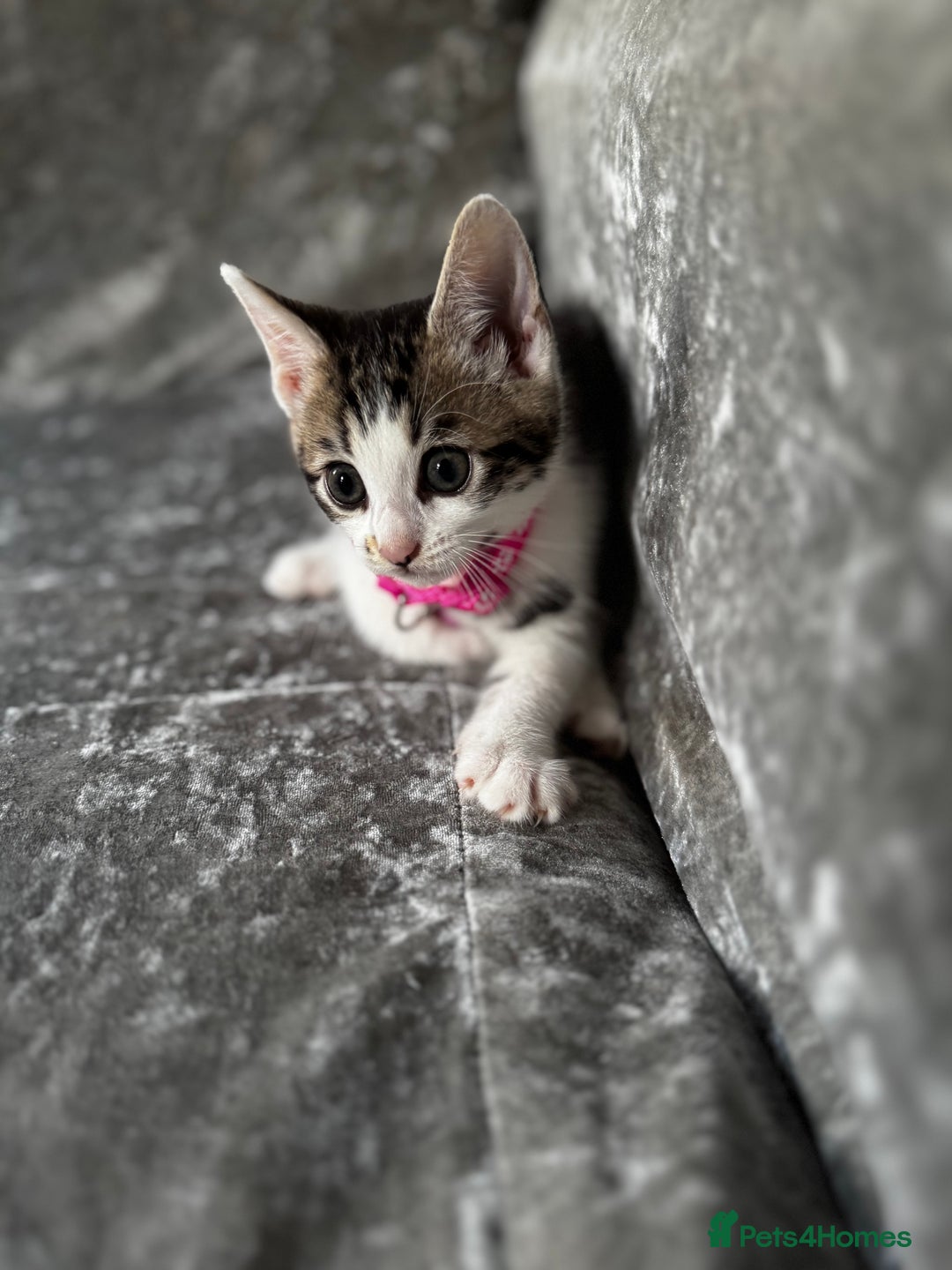 British Shorthair cats for sale: ✨🍑 PEACH & PISTACHIO 💚✨ - Image 5