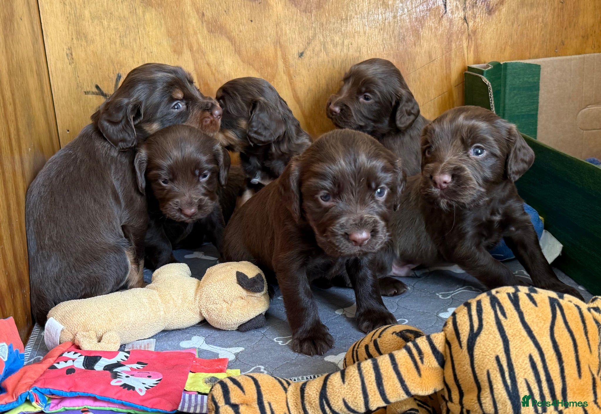 Cocker Spaniel dogs 🐾 KC Registered Working Cocker Spaniel Puppies 🐾 - Advert 19