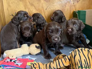 Cocker Spaniel dogs 🐾 KC Registered Working Cocker Spaniel Puppies 🐾 - Advert 19