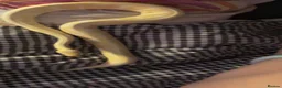 Python Snake reptiles for sale: Albino Python Snake in Egham - Advert 7