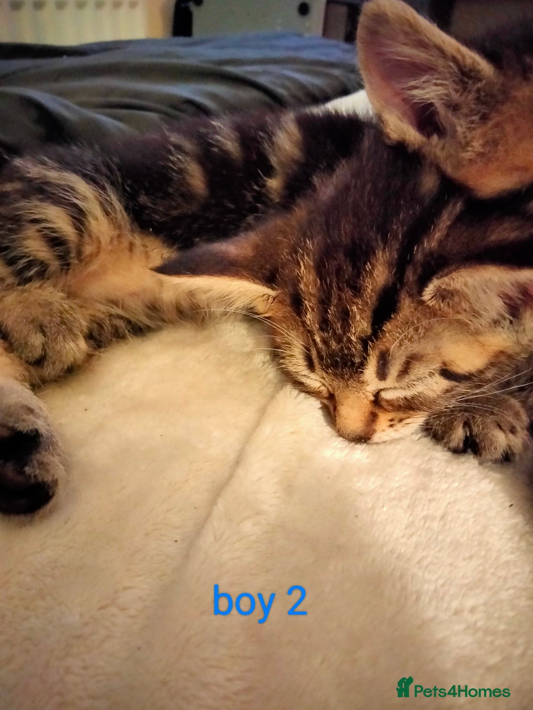 Mixed Breed cats for sale: 6 tabby kittens  - Advert 6