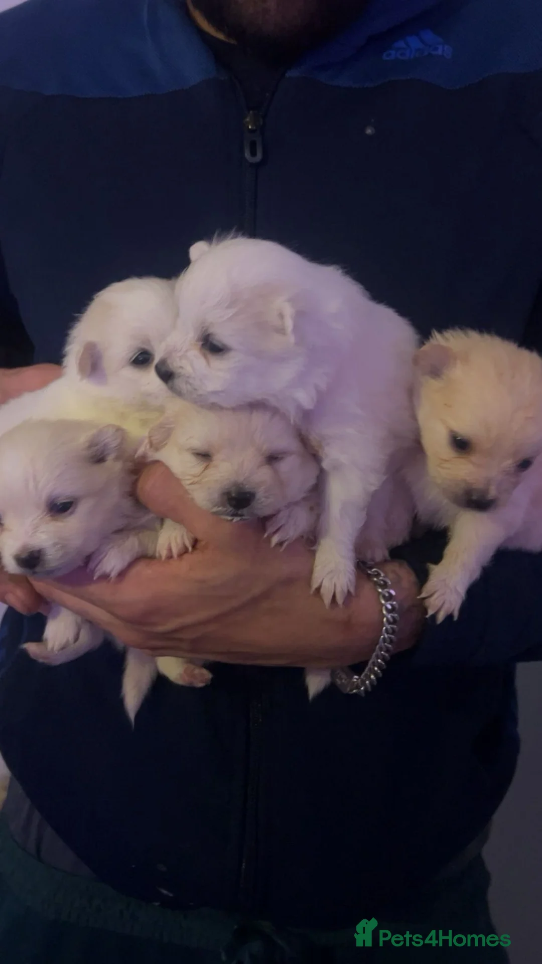 Pomeranian dogs for sale: Beautiful Russian blood line puppies - Advert 27